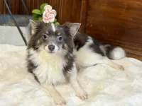 Taz , a male Chihuahua for sale in Branch, AR – Photo 5 of 8