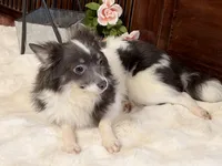 Taz , a male Chihuahua for sale in Branch, AR – Photo 7 of 8