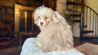 Marshall , a male Miniature Aussiedoodle for sale in Branch, AR – 3 of 4