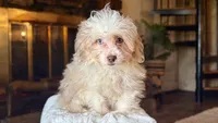 Marshall , a male Miniature Aussiedoodle for sale in Branch, AR – 2 of 4