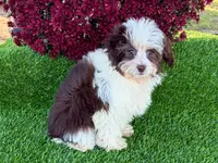 Lizzy, a female Miniature Aussiedoodle for sale in Branch, AR – Photo 1 of 5
