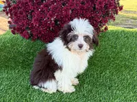 Lizzy, a female Miniature Aussiedoodle for sale in Branch, AR – Photo 4 of 5