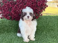 Lizzy, a female Miniature Aussiedoodle for sale in Branch, AR – Photo 2 of 5