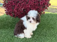 Lizzy, a female Miniature Aussiedoodle for sale in Branch, AR – Photo 5 of 5