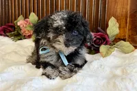 Waffles , a male Poodle - Miniature  for sale in Branch, AR – Photo 5 of 6
