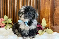 Waffles , a male Poodle - Miniature  for sale in Branch, AR – Photo 3 of 6