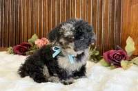 Waffles , a male Poodle - Miniature  for sale in Branch, AR – Photo 1 of 6
