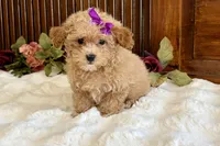 Duchess, a female Poodle - Miniature  for sale in Branch, AR – Photo 2 of 5