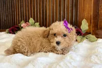 Duchess, a female Poodle - Miniature  for sale in Branch, AR – Photo 5 of 5
