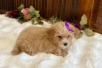 Duchess, a female Poodle - Miniature  for sale in Branch, AR – Photo 3 of 5