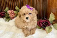 Duchess, a female Poodle - Miniature  for sale in Branch, AR – Photo 4 of 5
