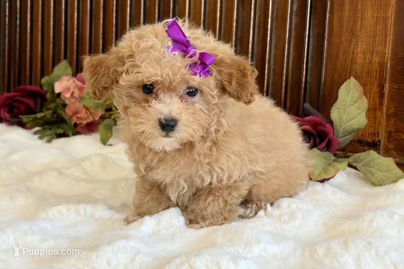 Duchess, a female Poodle - Miniature  for sale in Branch, AR – Photo 1 of 5
