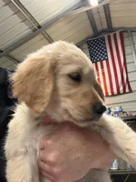 Miss Blue, a female Golden Retriever for sale in Raeford, NC – 3 of 5