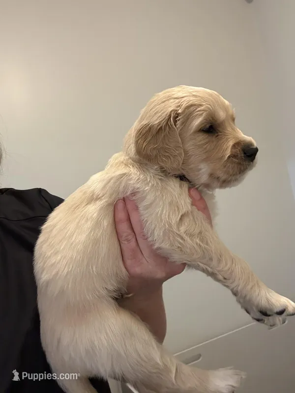 Mr. Black – Golden Retriever puppy for sale in Raeford, NC