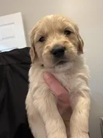 Mr. Black, a male Golden Retriever for sale in Raeford, NC – 4 of 4