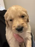 Mr. Black, a male Golden Retriever for sale in Raeford, NC – 3 of 4