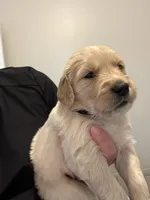 Mr. Black, a male Golden Retriever for sale in Raeford, NC – 2 of 4