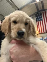 Miss Blue, a female Golden Retriever for sale in Raeford, NC – 4 of 5