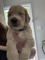 Miss Blue, a female Golden Retriever for sale in Raeford, NC – 2 of 3