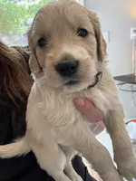 Miss Blue, a female Golden Retriever for sale in Raeford, NC – 3 of 3