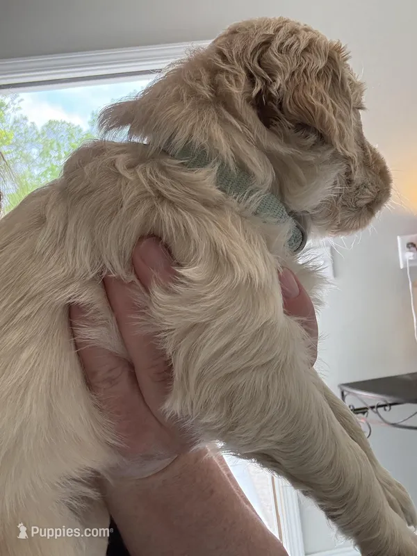 Miss Blue – Golden Retriever puppy for sale in Raeford, NC
