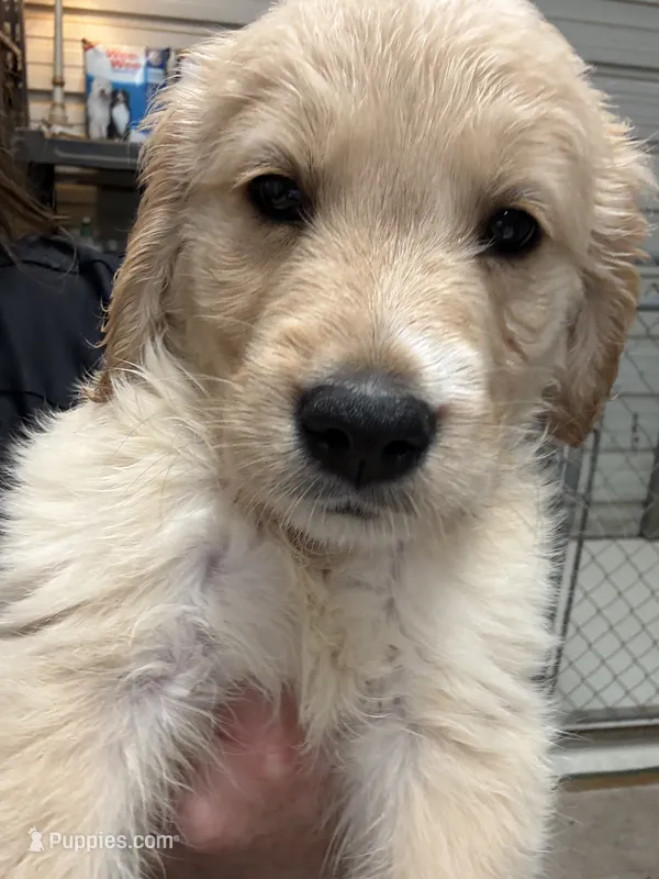Miss Blue – Golden Retriever puppy for sale in Raeford, NC