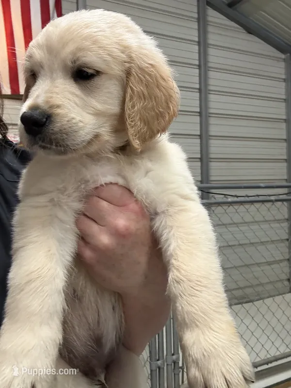 Mr. Red – Golden Retriever puppy for sale in Raeford, NC