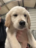 Mr. Red, a male Golden Retriever for sale in Raeford, NC – 2 of 3