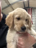 Miss Blue, a female Golden Retriever for sale in Raeford, NC – 2 of 5