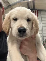 Mr. Red, a male Golden Retriever for sale in Raeford, NC – 1 of 3