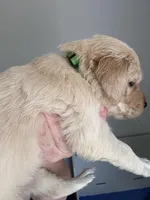 Miss green , a female Golden Retriever for sale in Raeford, NC – 1 of 5