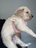 Miss green , a female Golden Retriever for sale in Raeford, NC – 3 of 5