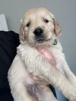 Miss green , a female Golden Retriever for sale in Raeford, NC – 2 of 5