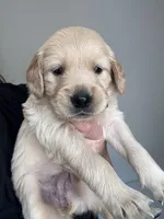 Miss green , a female Golden Retriever for sale in Raeford, NC – 5 of 5