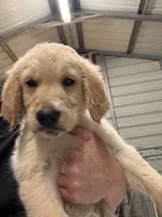 Miss Blue, a female Golden Retriever for sale in Raeford, NC – 5 of 5