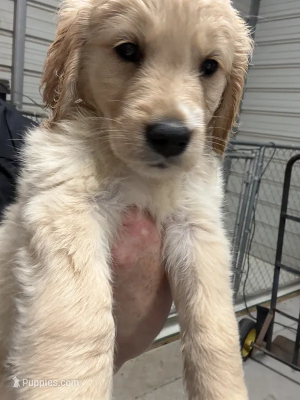 Miss Blue – Golden Retriever puppy for sale in Raeford, NC