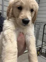 Miss Blue, a female Golden Retriever for sale in Raeford, NC – 1 of 5