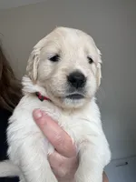 Mr. Red, a male Golden Retriever for sale in Raeford, NC – 4 of 5