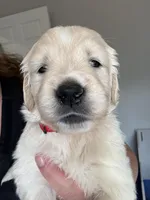 Mr. Red, a male Golden Retriever for sale in Raeford, NC – 3 of 5