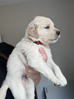 Mr. Red, a male Golden Retriever for sale in Raeford, NC – 2 of 5