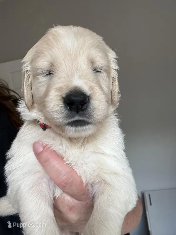 Mr. Red – Golden Retriever puppy for sale in Raeford, NC