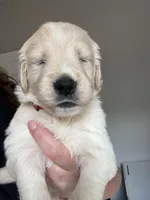 Mr. Red, a male Golden Retriever for sale in Raeford, NC – 1 of 5