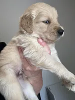 Mr. Orange , a male Golden Retriever for sale in Raeford, NC – 1 of 4