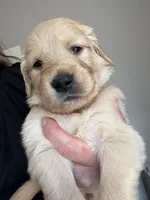 Mr. Orange , a male Golden Retriever for sale in Raeford, NC – 4 of 4
