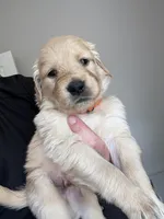 Mr. Orange , a male Golden Retriever for sale in Raeford, NC – 2 of 4