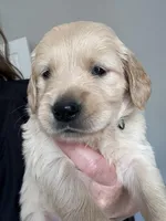 Mr. Orange , a male Golden Retriever for sale in Raeford, NC – 3 of 4