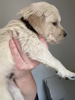 Mr.  Brown, a male Golden Retriever for sale in Raeford, NC – 3 of 4
