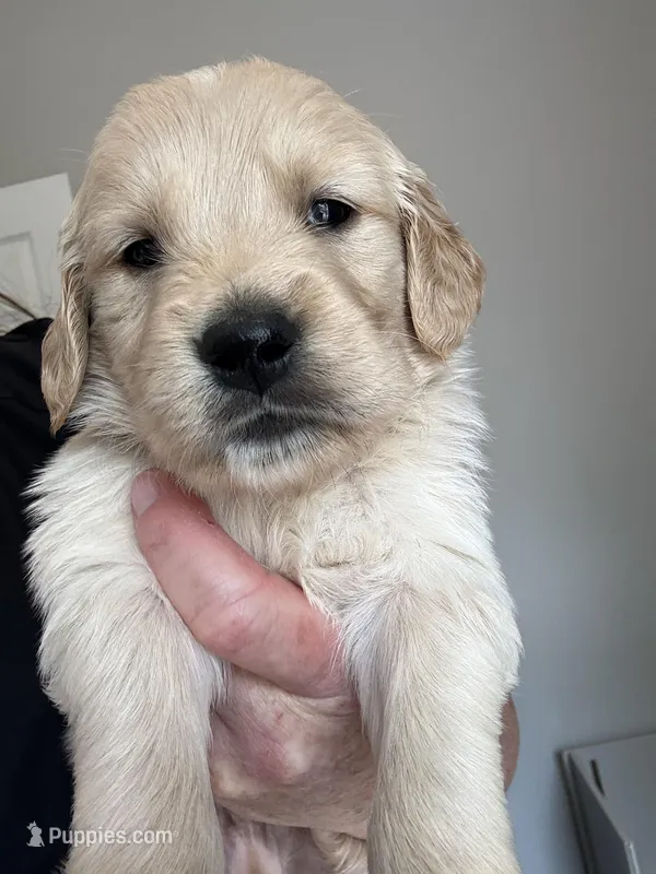 Mr.  Brown – Golden Retriever puppy for sale in Raeford, NC