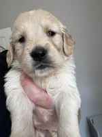Mr.  Brown, a male Golden Retriever for sale in Raeford, NC – 1 of 4
