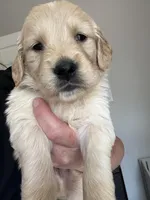 Mr.  Brown, a male Golden Retriever for sale in Raeford, NC – 2 of 4